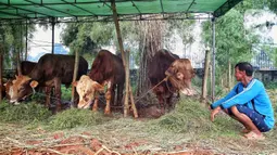 Jelang perayaan Idul Adha 1446 Hijriah atau Hari Raya Kurban 2025, penjualan hewan kurban mulai ramai di beberapa wilayah Jakarta. (Liputan6.com/Angga Yuniar)